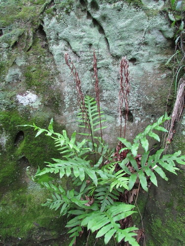 netted chain fern