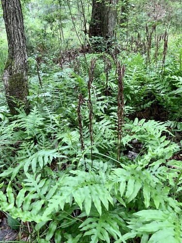 netted chain fern