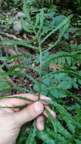 netted chain fern