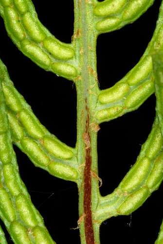 netted chain fern