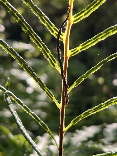 netted chain fern