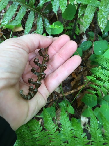 netted chain fern