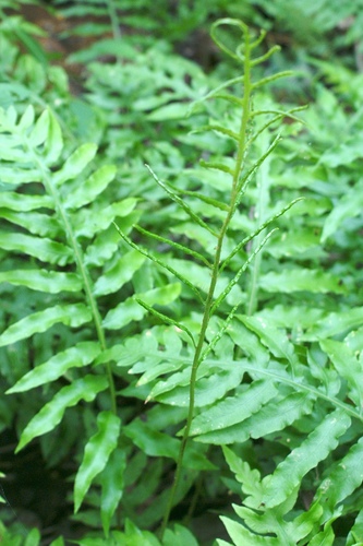 netted chain fern