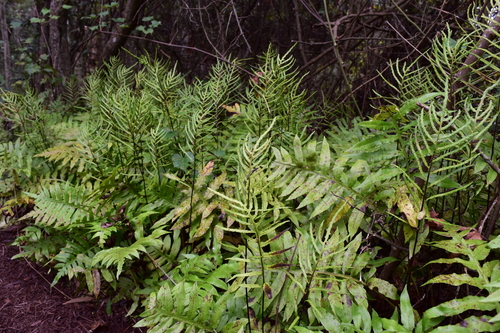 netted chain fern