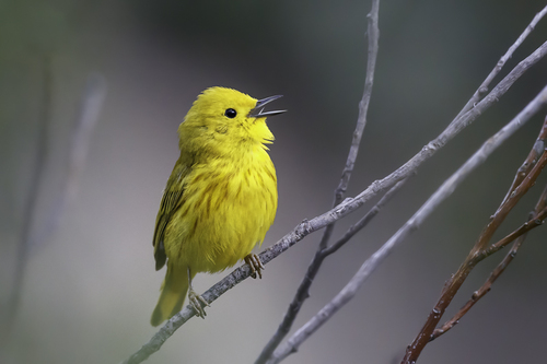 Northern Yellow Warbler