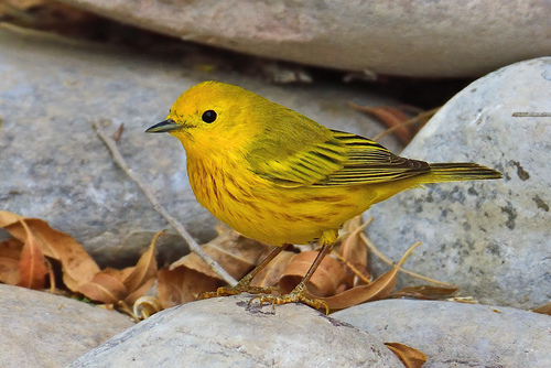 Northern Yellow Warbler