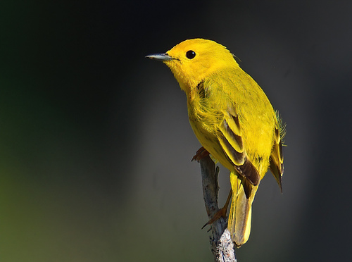 Northern Yellow Warbler