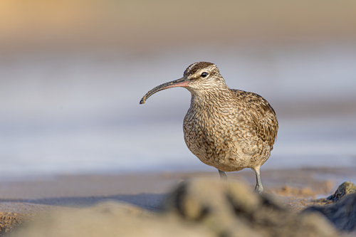Hudsonian Whimbrel