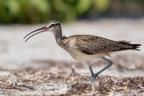 Hudsonian Whimbrel