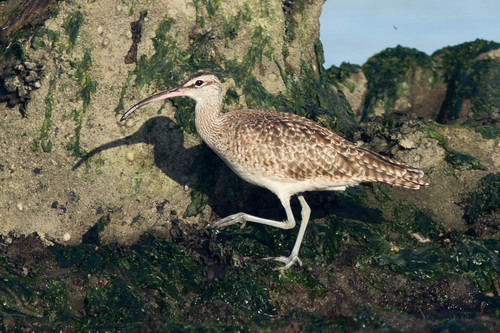 Hudsonian Whimbrel