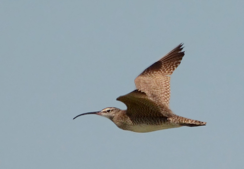 Hudsonian Whimbrel
