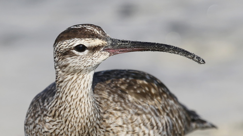 Hudsonian Whimbrel