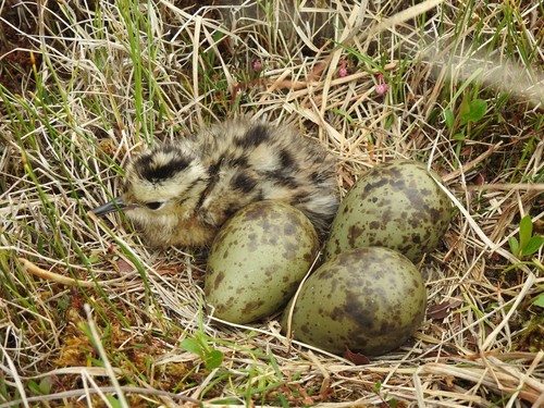 Hudsonian Whimbrel