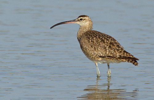 Hudsonian Whimbrel