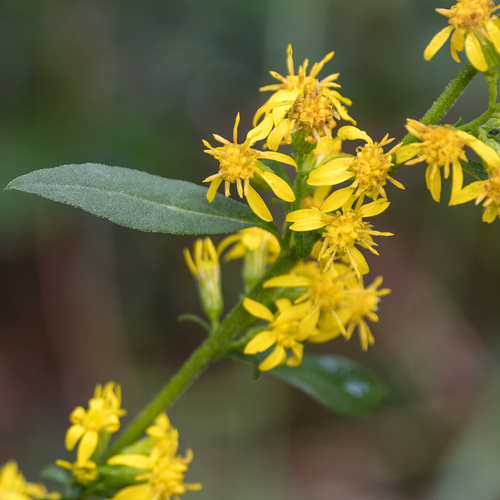 European goldenrod