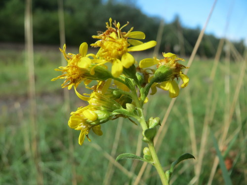 European goldenrod