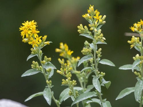 European goldenrod