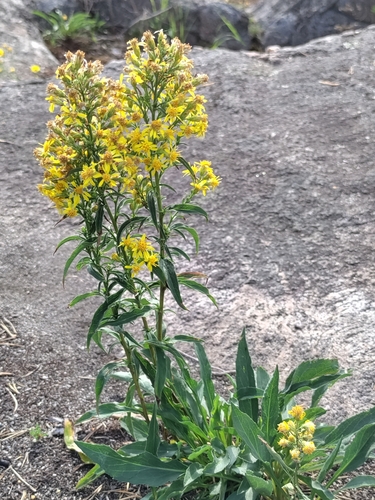 European goldenrod