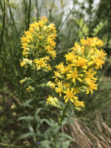 European goldenrod