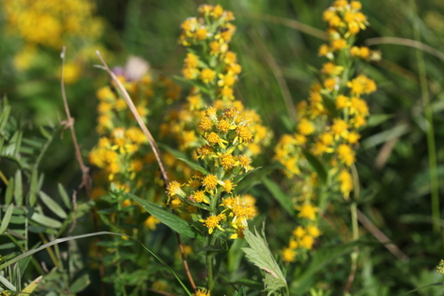 European goldenrod