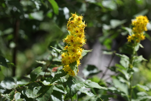 European goldenrod