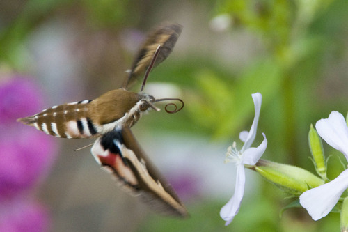 Bedstraw Hawkmoth