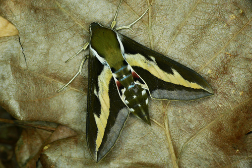 Bedstraw Hawkmoth
