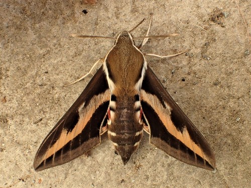 Bedstraw Hawkmoth