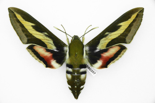 Bedstraw Hawkmoth