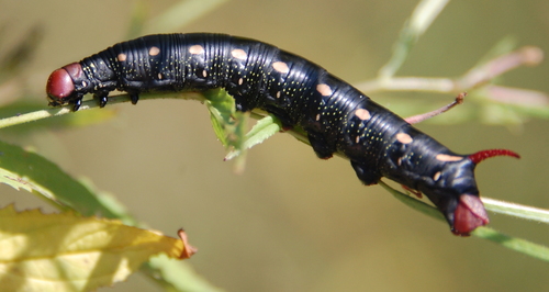 Bedstraw Hawkmoth