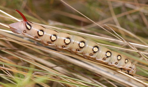 Bedstraw Hawkmoth