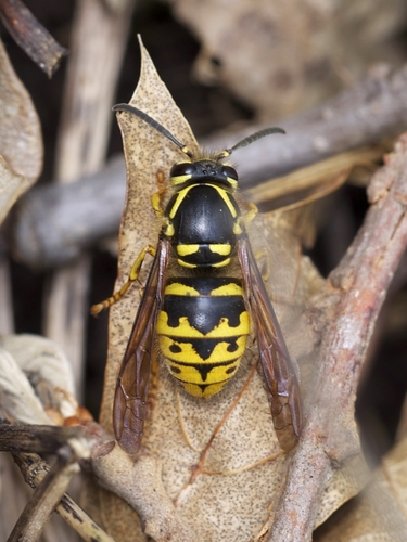 Common Aerial Yellowjacket