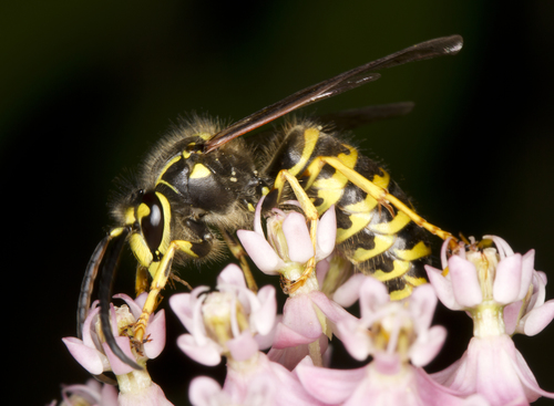 Common Aerial Yellowjacket