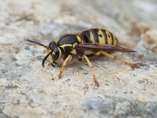 Common Aerial Yellowjacket
