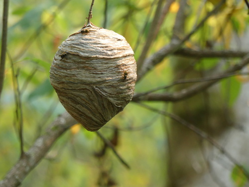 Common Aerial Yellowjacket