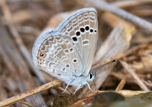 Reakirt's Blue