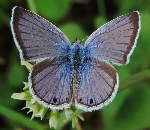 Reakirt's Blue