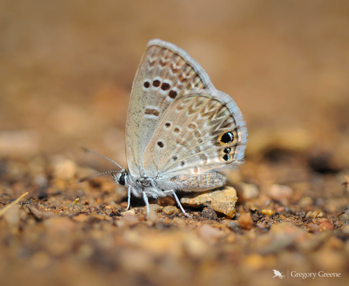 Reakirt's Blue