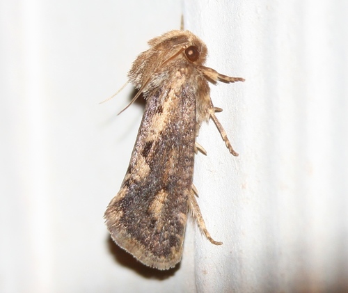 Clemens' Grass Tubeworm Moth