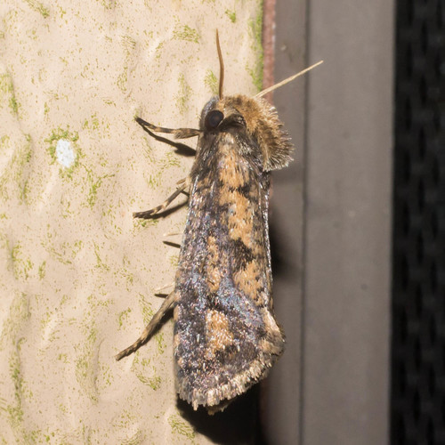Clemens' Grass Tubeworm Moth