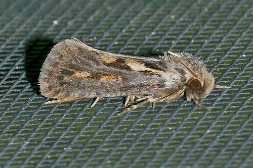 Clemens' Grass Tubeworm Moth
