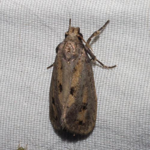 Clemens' Grass Tubeworm Moth