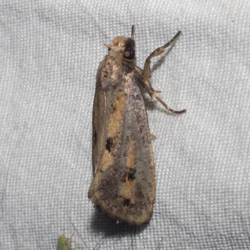 Clemens' Grass Tubeworm Moth