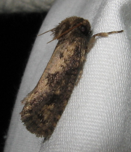 Clemens' Grass Tubeworm Moth