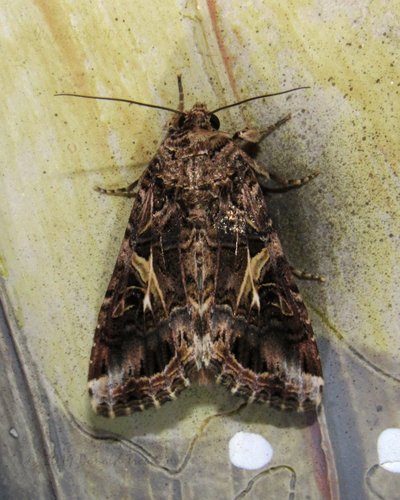 Yellow-striped Armyworm Moth