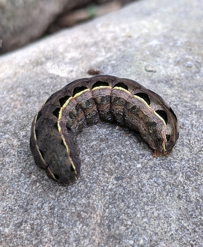 Yellow-striped Armyworm Moth