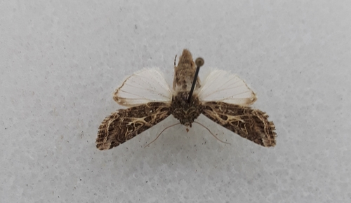 Yellow-striped Armyworm Moth