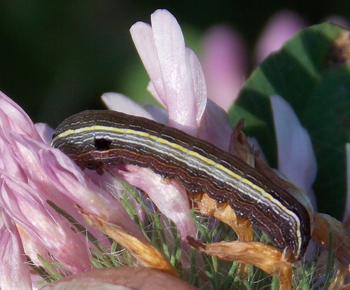 Yellow-striped Armyworm Moth