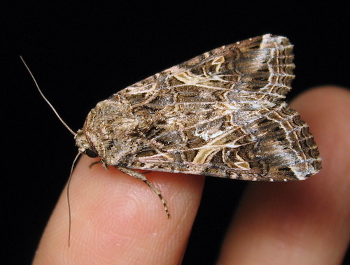 Yellow-striped Armyworm Moth