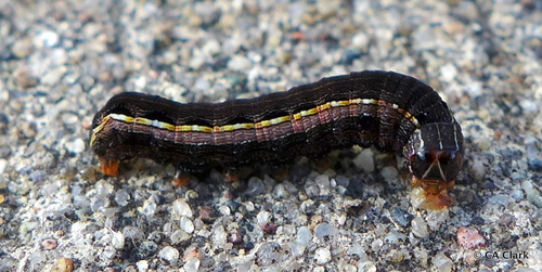 Yellow-striped Armyworm Moth